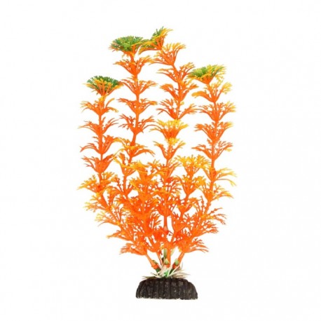 Растение Амбулия оранжевая
