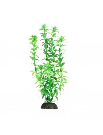 Растение Гемиантус зеленый