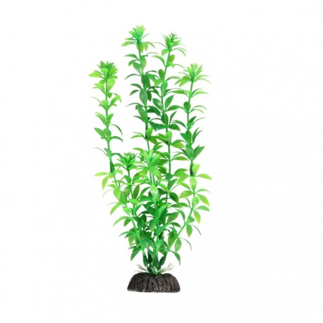 Растение Гемиантус зеленый